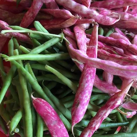 Prázdninový dům Tuscan Dream Pieve a Nievole