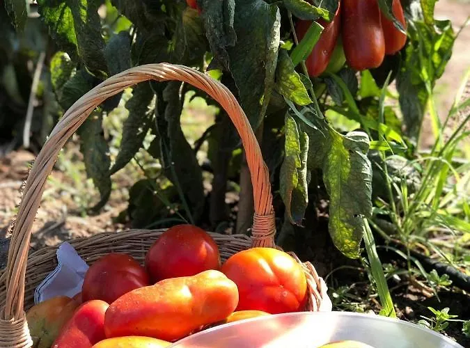 Tuscan Dream Casa de Férias Pieve a Nievole